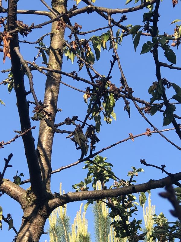 Болеет черешня, помогите пож. чем опрыскать? Как лечить?