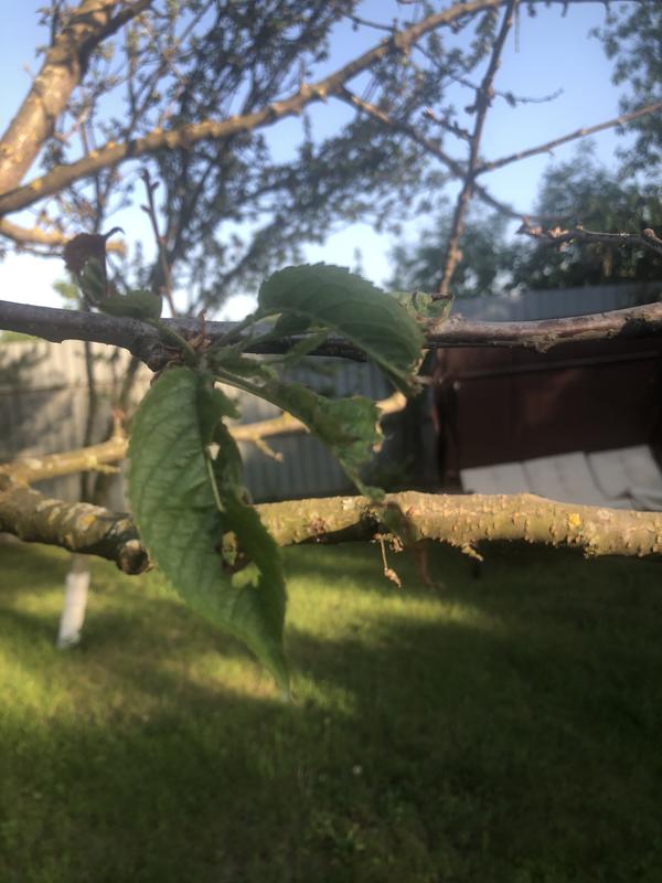 Добрый вечер. Но она же распустилась. Можно ещё спасти?