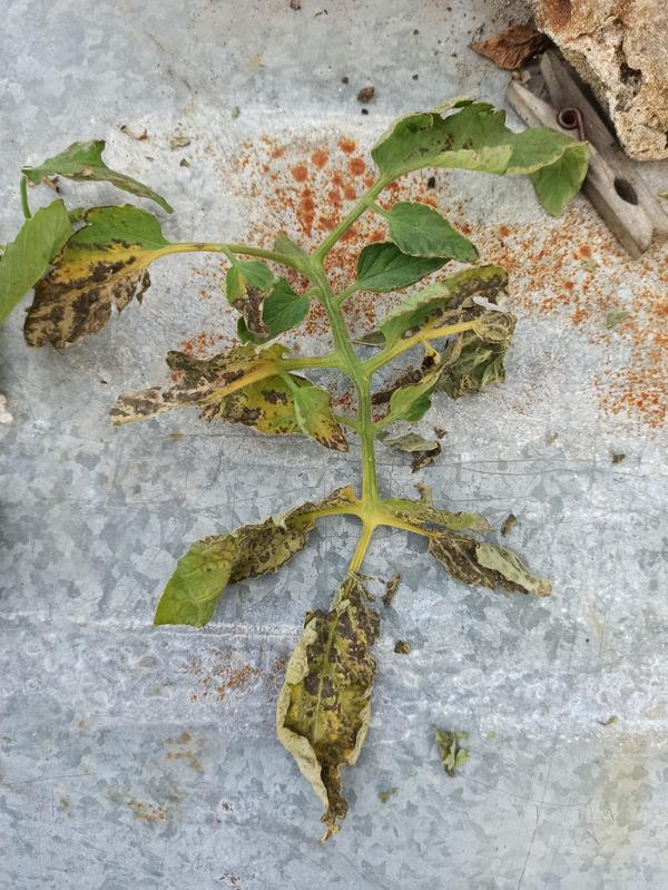 Дорогие дачники! Подскажите! Что такое с томатами? Я ещё не опытный томатовод, но такое вижу впервые?