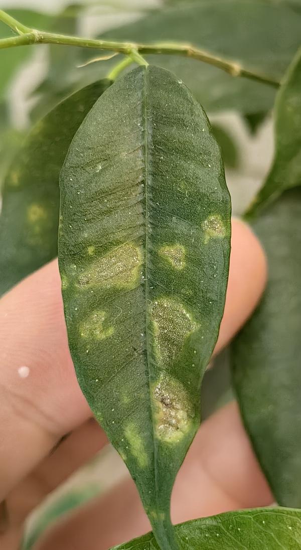 Повреждения листа