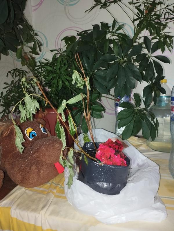 Вот тона наша бедненькая