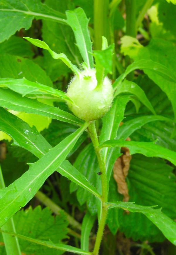 Подскажите, что за растение выросло на садовом участке?