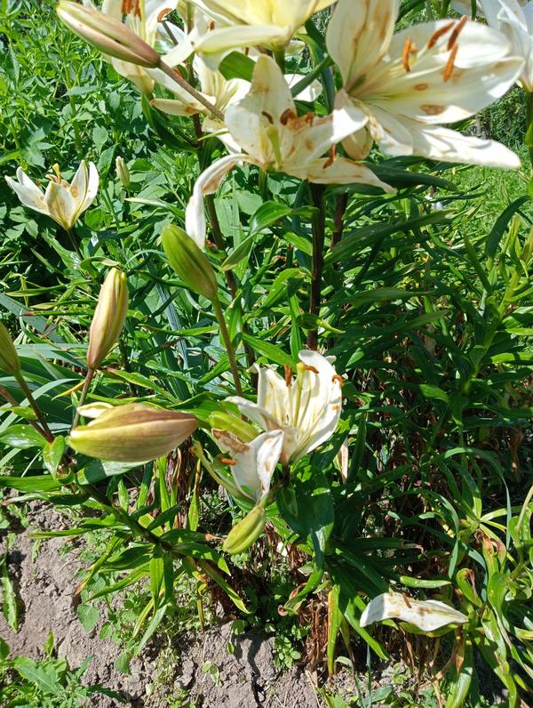 В прошлом году вдруг на лилиях появились пятна, подобные тем, что на фото .Я подумала, что это из-за дождя. В этом году все листья были в таких пятнах. Я опрыскпла дважды "Скором" листья и бутоны, землю дважды пролила бордоской жидкостью. Зацвели. На цветах вновь пятна, листья вот в таком ужасном состоянии. Что делать?До этого лет 5 все было прекрасно.