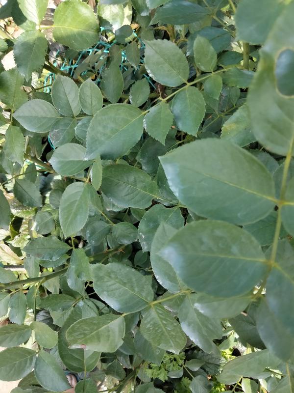 Белый налет на листьях, это заболевание?