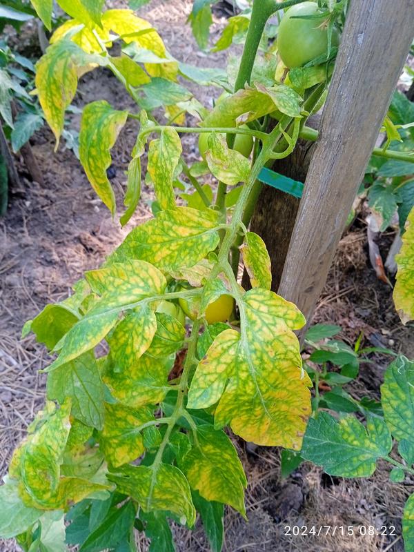 Куст томата.