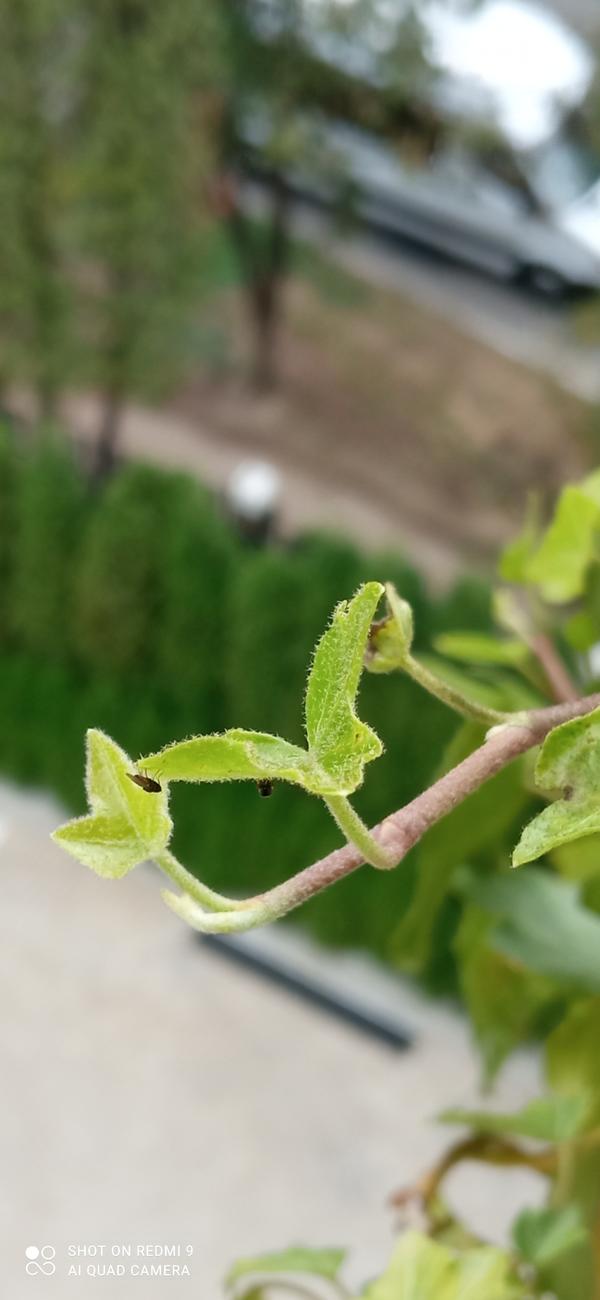 Плющ с мошкарой