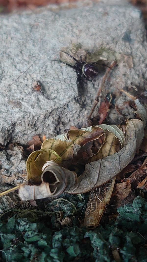 Вот такого паука сегодня встретили на детской площадке