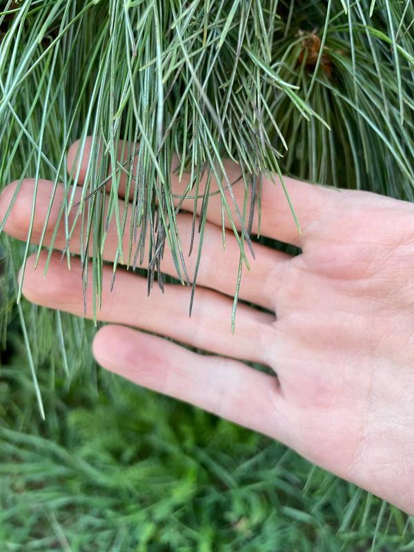 Потемнение/почернение хвои