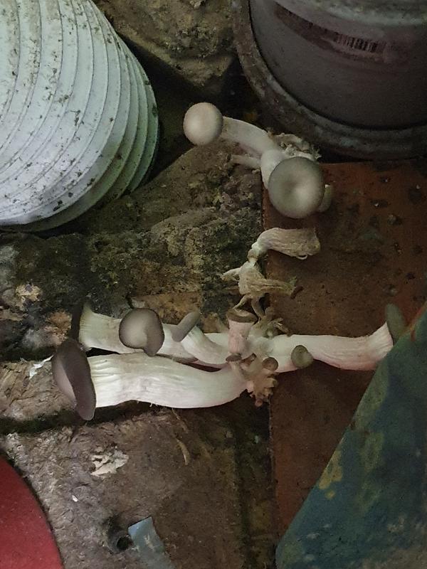 Тоже интересует ответ)