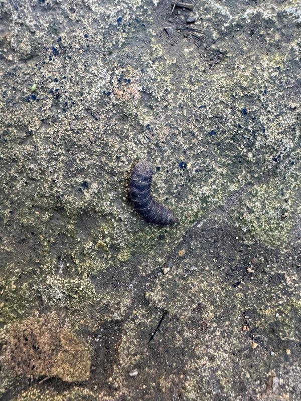 Личинки из компостной ямы