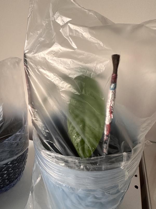 Здравствуйте! Выращиваю авокадо дома. Ранее я уже задавала вопрос “почему сохнут листья после пересадки?”. Вышло что я слишком поздно пересадила,сказали сделать парничок. Банки у меня большой не было,закрыла пакетом. Растет он хорошо,но только когда я его закрываю. Когда вытаскиваю пакет на пару минут,листья начинают падать и становятся вялыми(фотографии нету). Как обратно надену пакет спустя ~час листья обратно становятся нормальными.Что мне делать,что бы листья были нормальными когда снимаю парничок? Или еще рано его снимать?Подскажите пожалуйста)