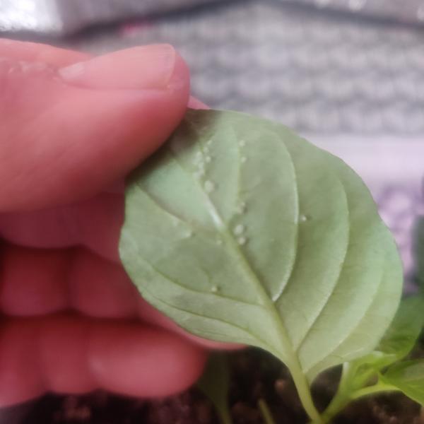 Рассада перцев налет белый на внутренней стороне листа мошки не летают