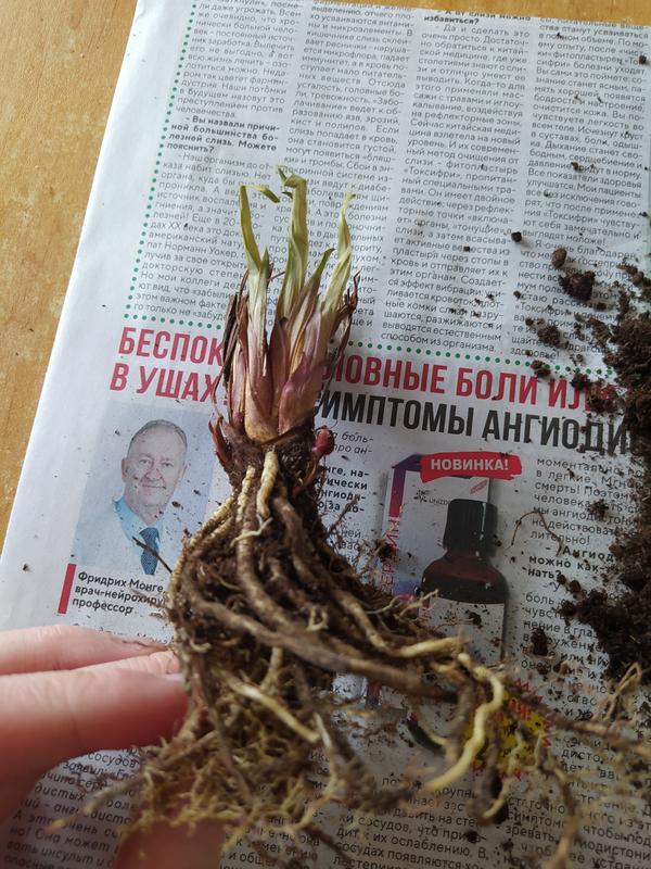 Покупной ирис.