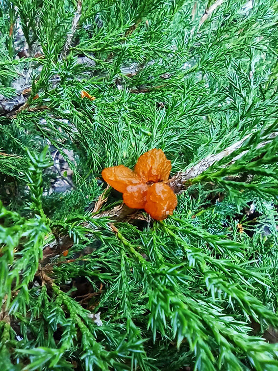 можжевельник