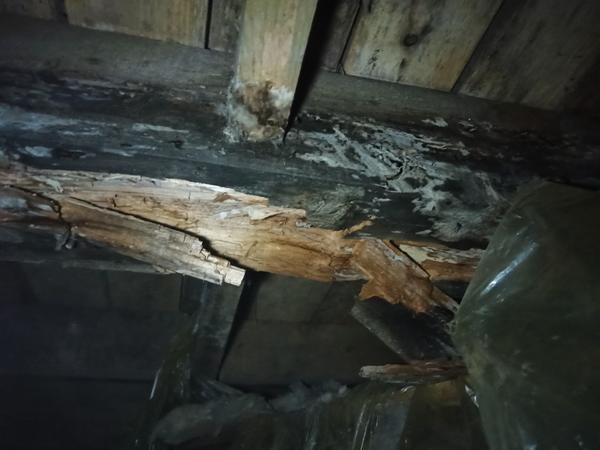 Гнилая лага