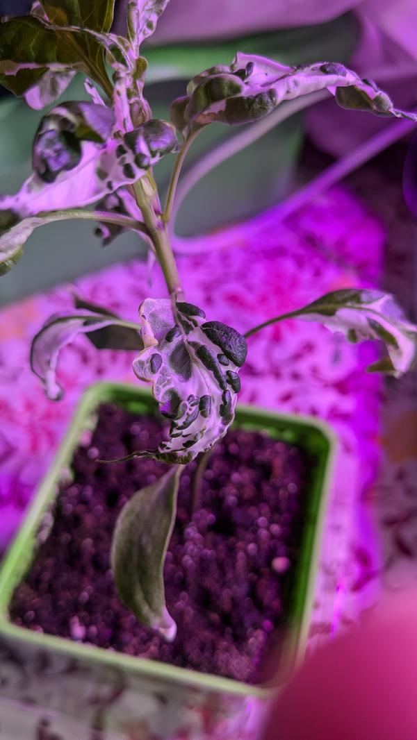 Рассада перца