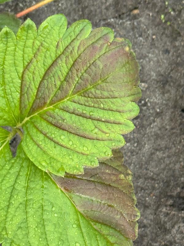 Красные листья у клубники