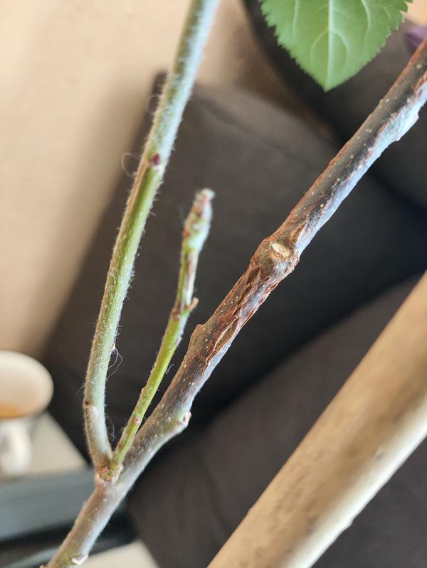 Трескается кора