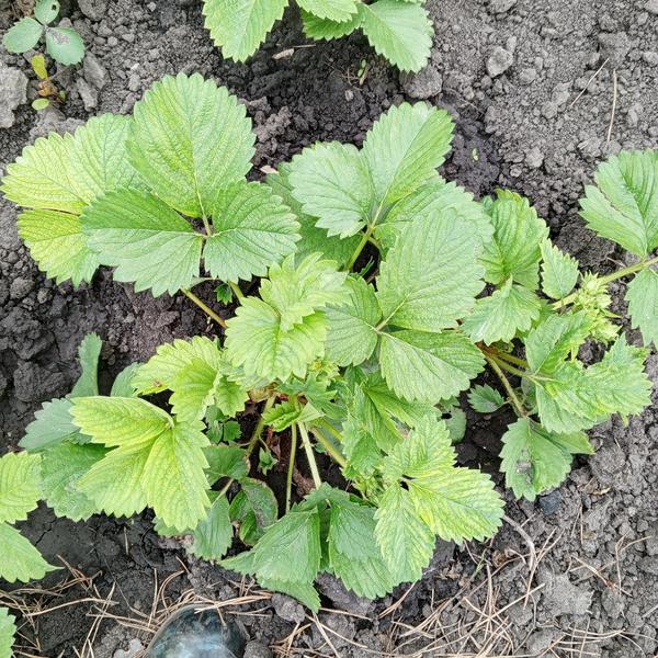 Что с клубникой?