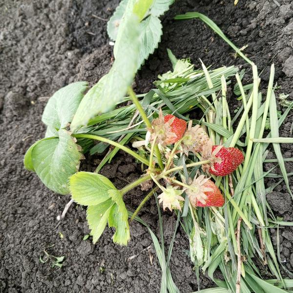 Ягоды на первогодке