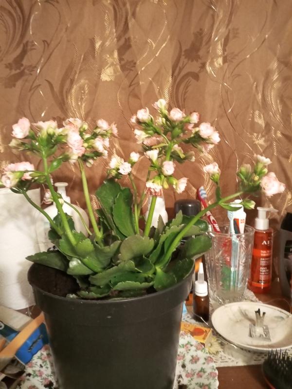 Каланхоэ стебель цветов наклонён ?