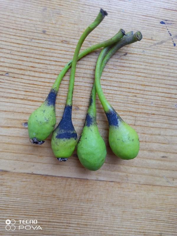 Завязи груши