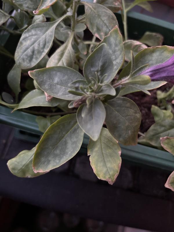 Светлые пятна