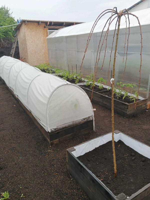 Шелковица плакучая