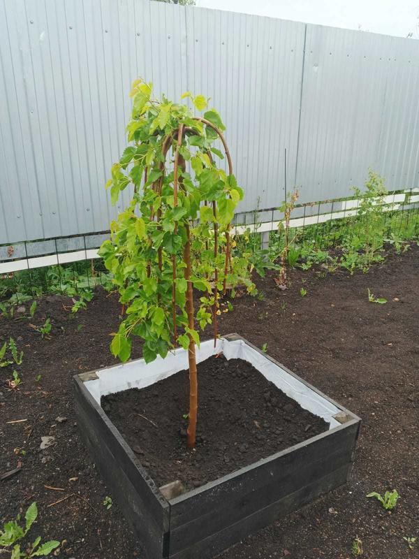 Шелковица плакучая прошлогодняя