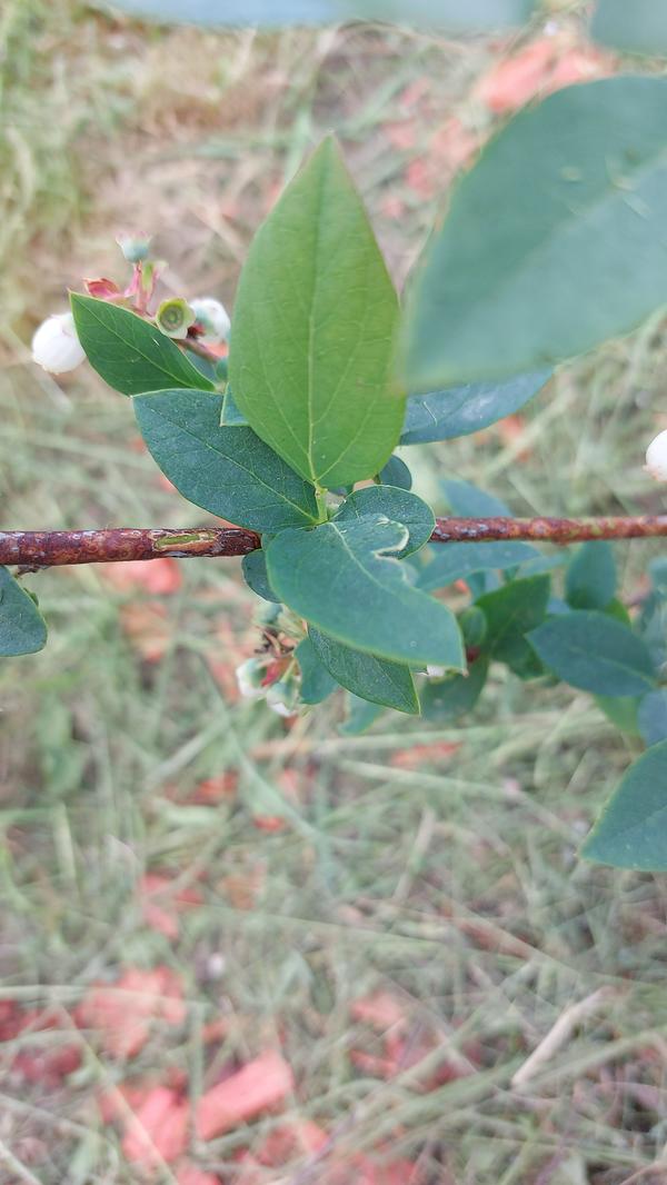 Фото пораженной ветки