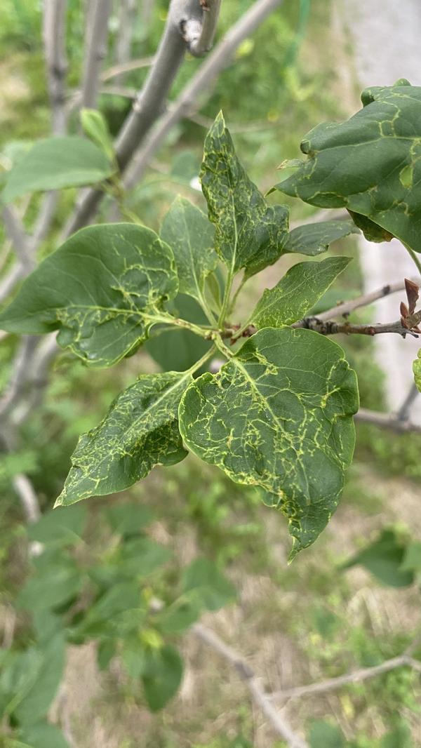 Поврежденные листья