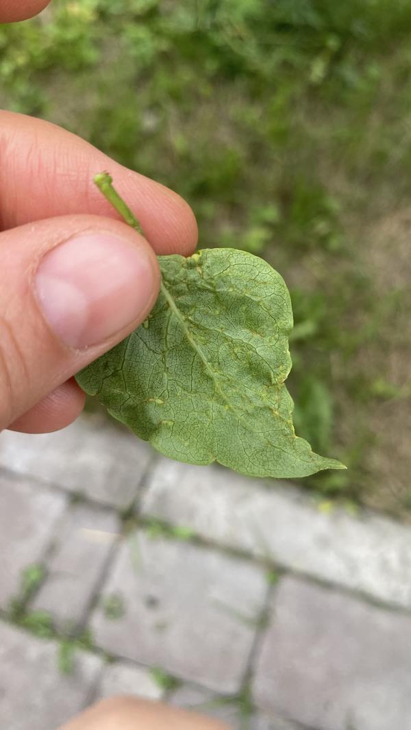 лист с обратной стороны