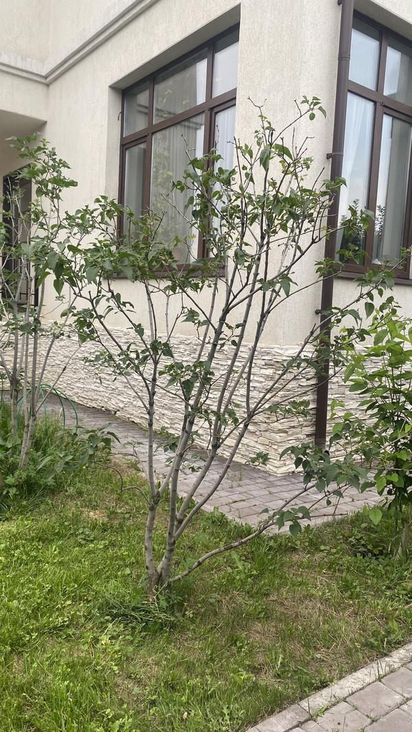 общий вид куста сирени