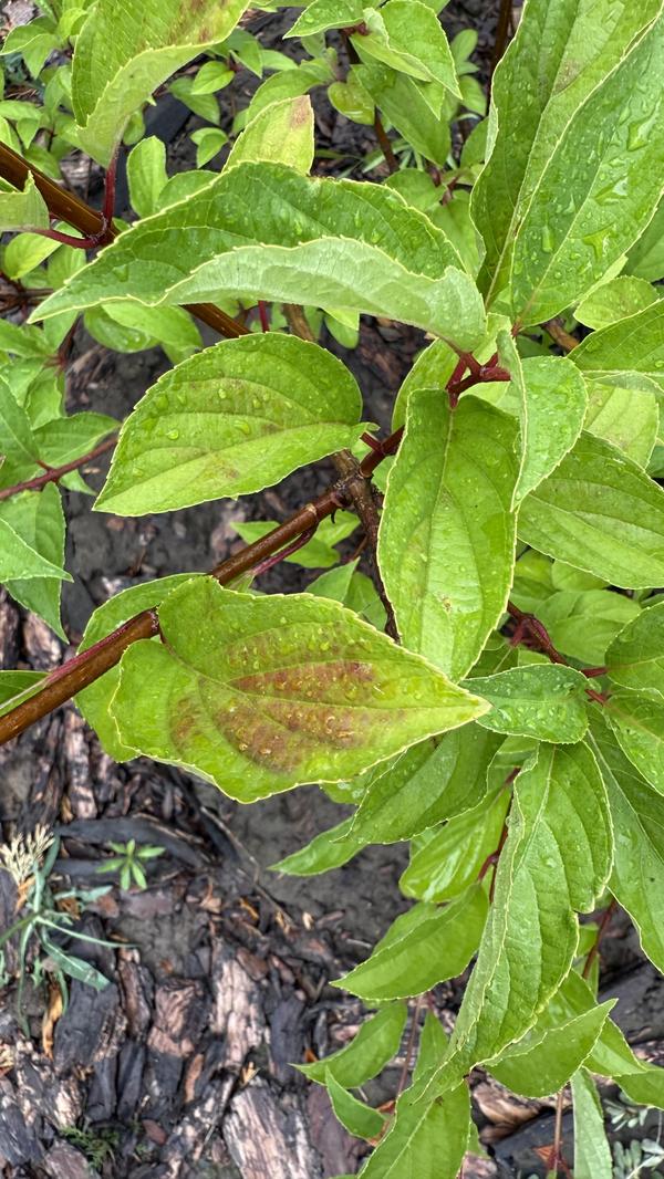 Лист краснеет