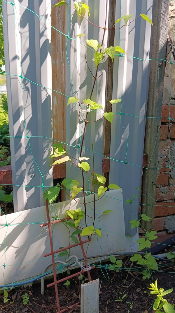 Клематис Diamond Ball