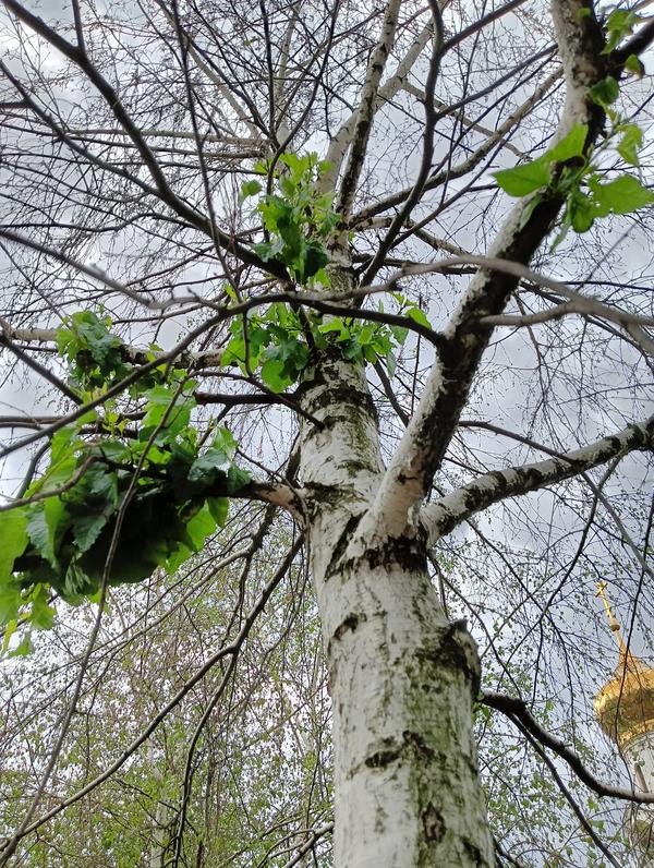 Листья на сухом стволе березы