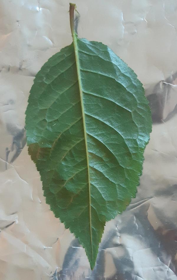 Какое это дерево?