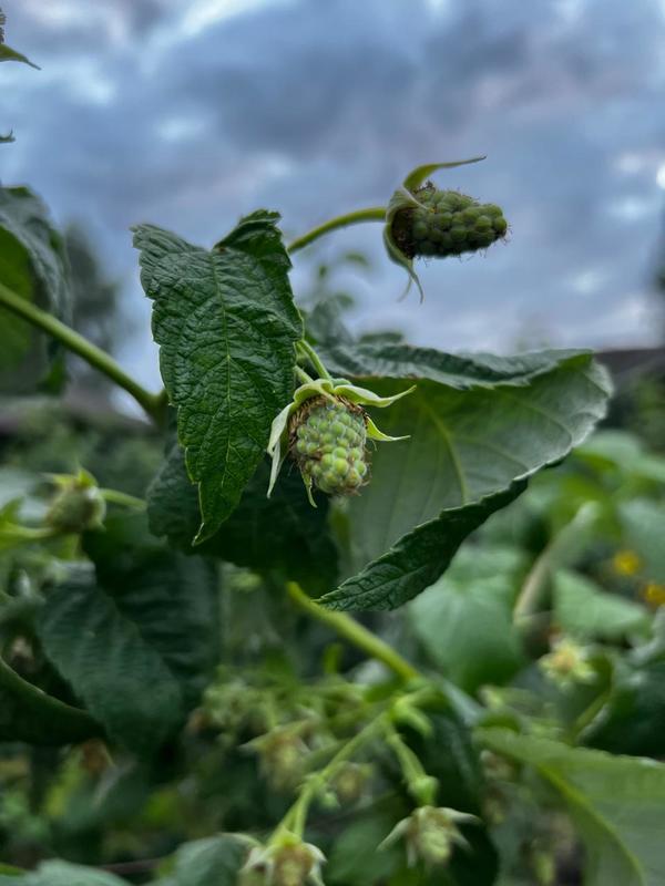 Молодой лист