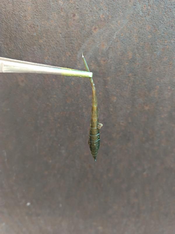 Какая-то непонятная личинка обитающая в зацветшей воде