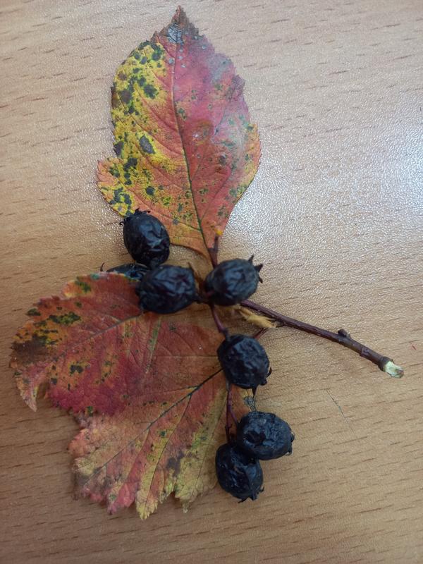 Что за ягода?