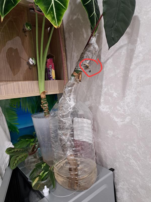 Остался один ствол без листьев совсем