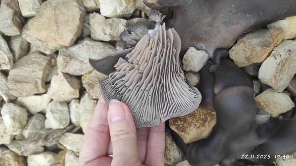 Внизу светлые, похожи на вешенки