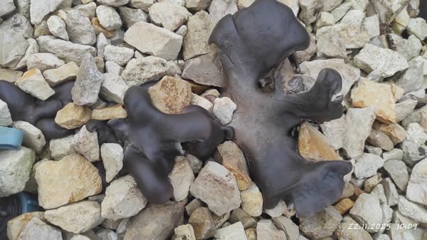 Формы странные)