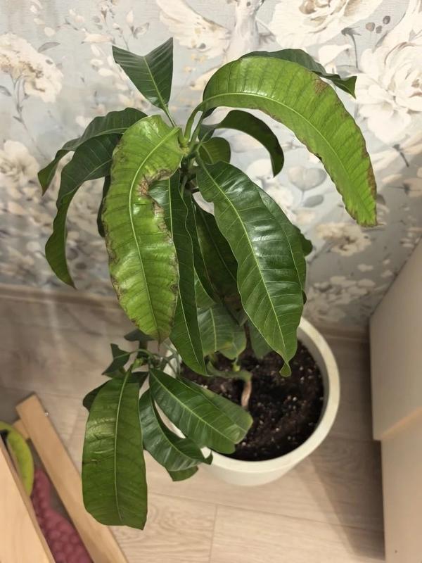 Скручиваются листья манго