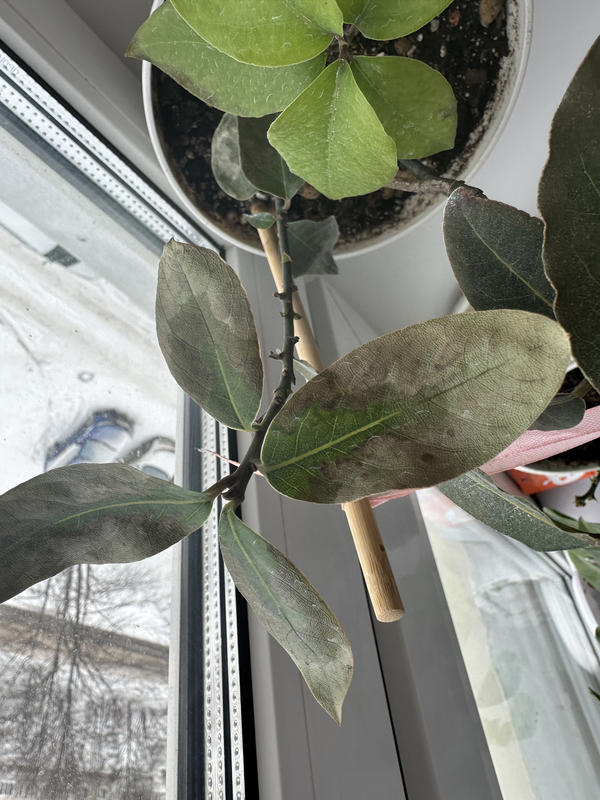 Листья лавра