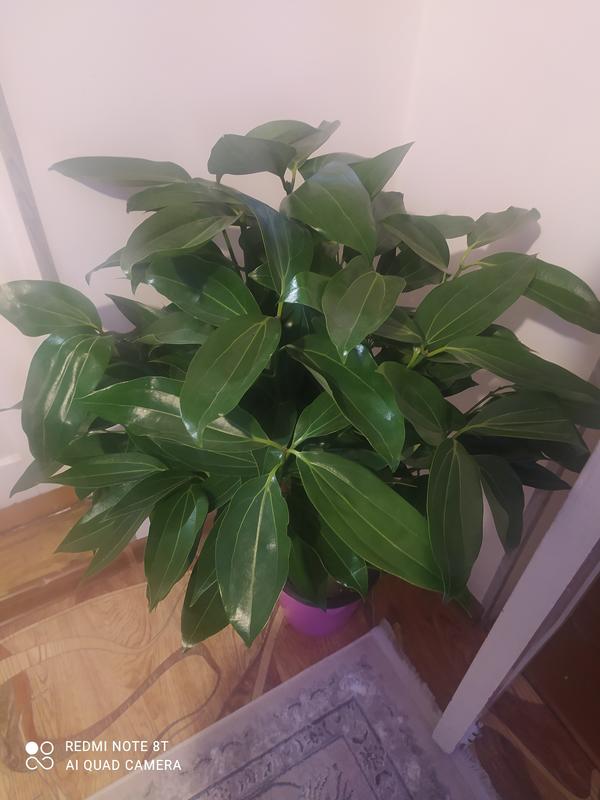 Да, это точно коричник