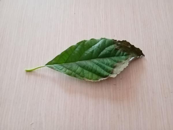 Что за болезнь и как лечить?