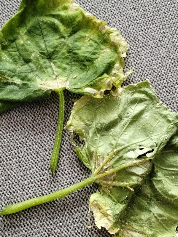 Лист огурца Колибри, растет в квартире на южном окне, с подсветкой,поражение начинается от места прикрепления черешека и листовой пластины на уровне4-5листа. Йошкар-Ола.