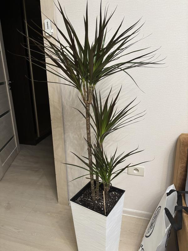 Общий вид Драцены