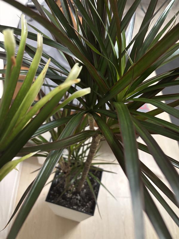 Листочки пучком вылезли